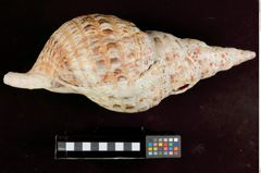 Foto (Seitenansicht) von Tempeltrompete (Tritonshorn) (NHMW-ZOO-MO-0081100-ETH-113)